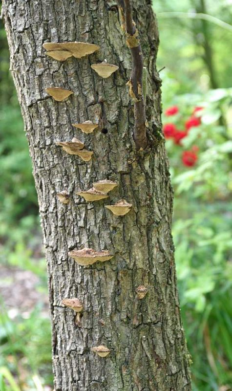 Weidenbruch, Stammpilz1