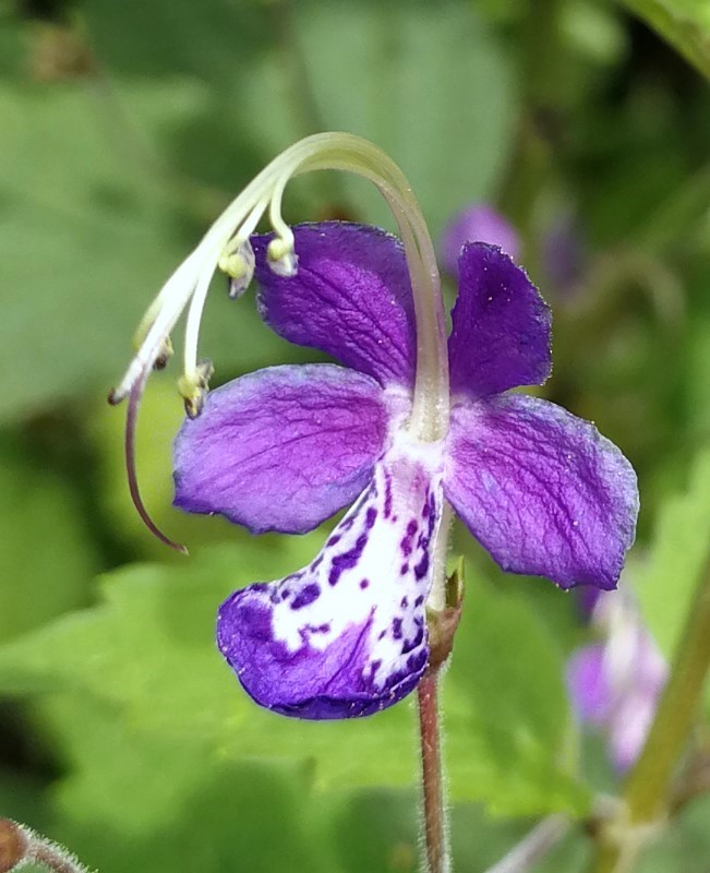 Caryopteris divaricata