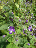 Caryopteris divaricata