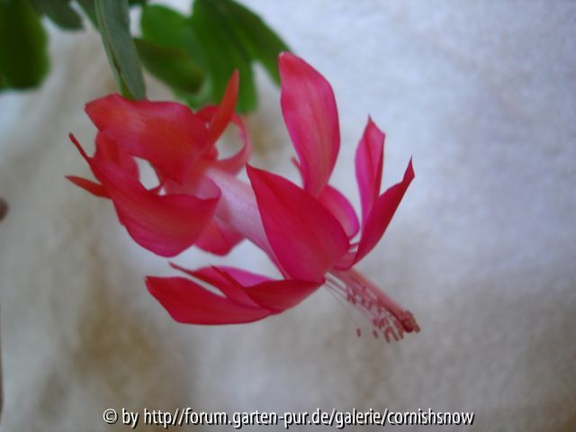 Schlumbergera - Oldie