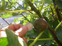 Pauls Frostkoenigweibliche Frucht16102018