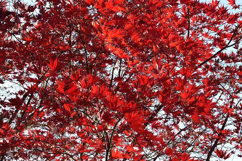 Acer palm. Masukagami, neu, Herbst 2018