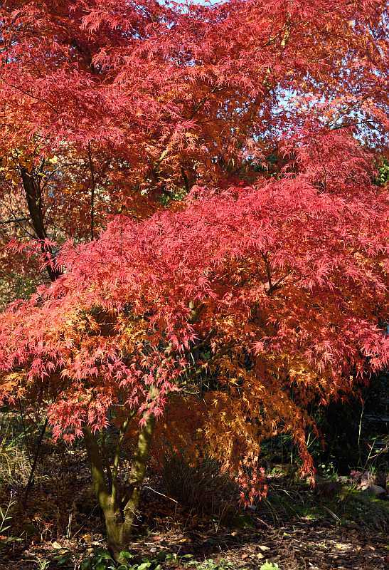 Acer palm. diss. Seiryu, neu, Herbst 2018