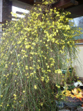 Jasminum nudiflorum