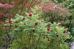 2019-05 Paeonia delavayi Strauch