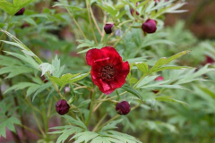 2019-05 Paeonia delavayi Blüte