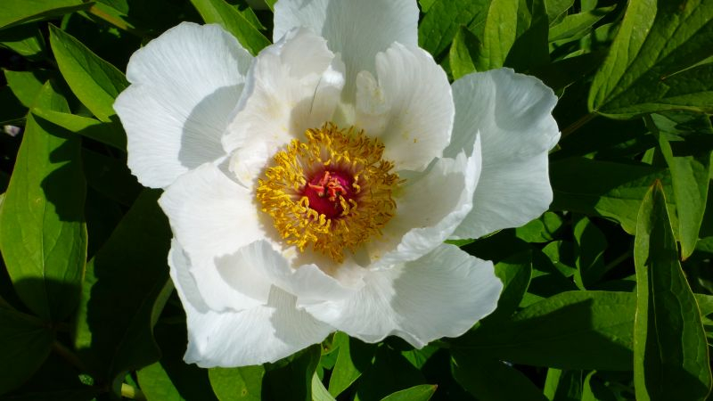 Strauch-Pfingstrose (Paeonia suffruticosa)