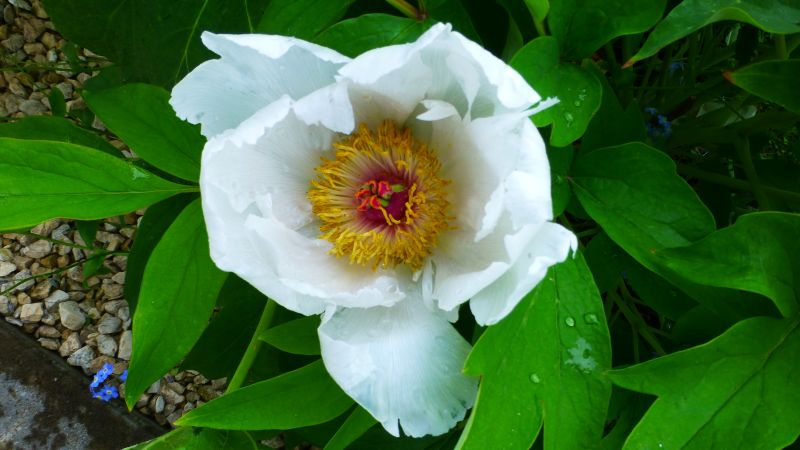 Strauch-Pfingstrose (Paeonia suffruticosa)