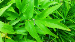 Strauch-Pfingstrose (Paeonia suffruticosa)