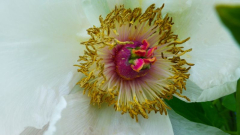 Strauch-Pfingstrose (Paeonia suffruticosa)