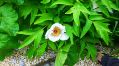 Strauch-Pfingstrose (Paeonia suffruticosa)