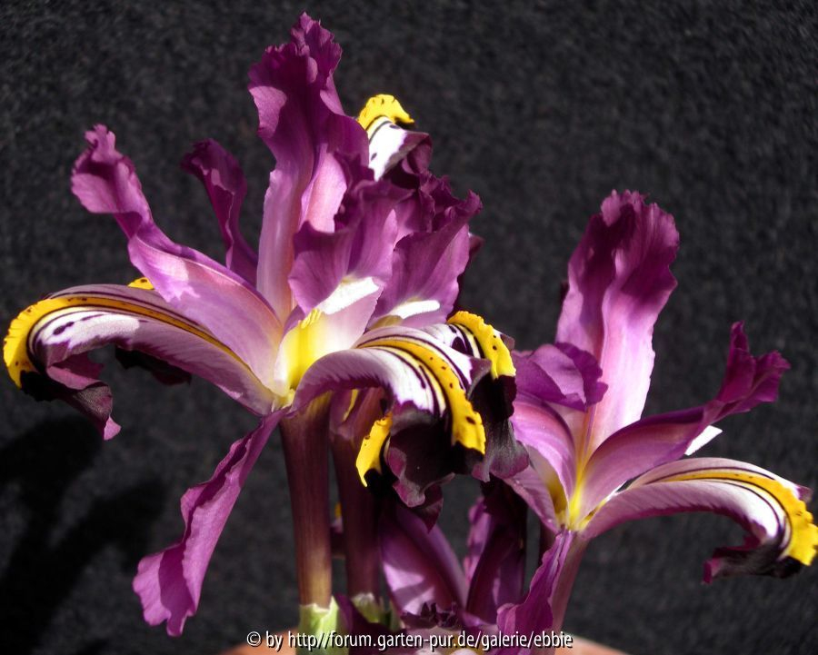 Iris rosenbachiana