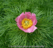 Paeonia tenuifolia rosea