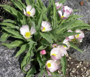 Ranunculus calandrinoides