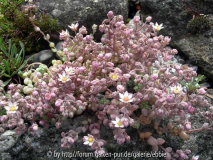 Sedum dassyphyllum