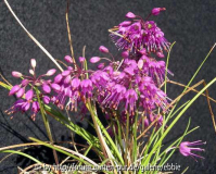 Allium splendens var. kurilense