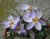 Crocus laevigatus fontenayi