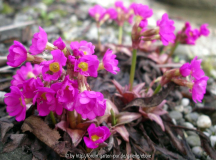 Primula rosea