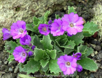 Primula x miniera