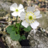 Ranunculus bilobus