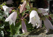 Campanula betulifolia