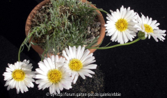 Erigeron compactus var. consimillis