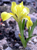 Iris humilis