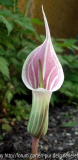 Arisaema candidissimum