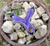 Iris stenophylla ssp. allisonii