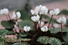 Cyclamen_coum_ssp_albissimum_Golan_Heights