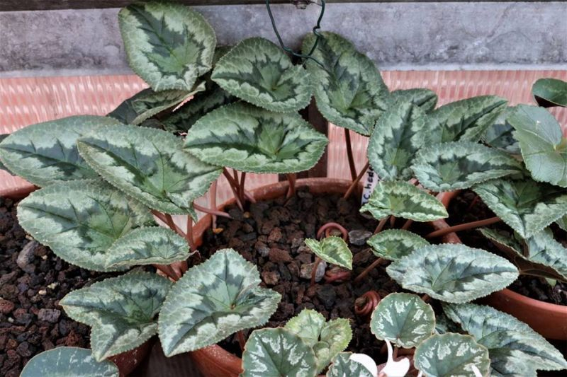 Cyclamen_hederifolium_narrow_leaf_white_flower