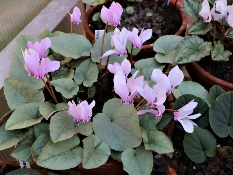 Cyclamen_hederifolium_silver_leaf_rose_flower