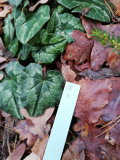 Cyclamen hederifolium Nr. 28