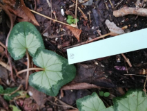 Cyclamen hederifolium Nr. 26