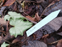 Cyclamen hederifolium Nr. 16 Lysander