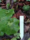 Cyclamen hederifolium Nr. 14