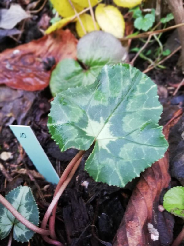 Cyclamen hederifolium Nr. 10