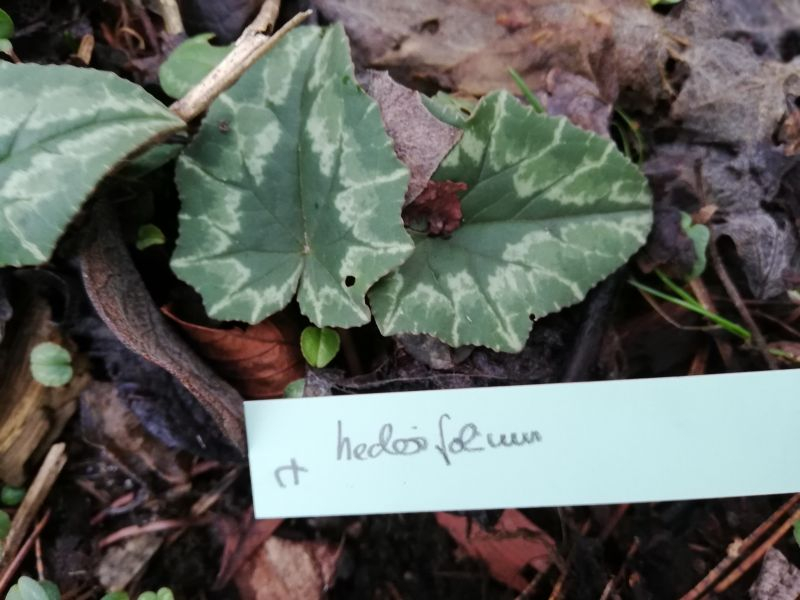 Cyclamen hederifolium Nr. 7