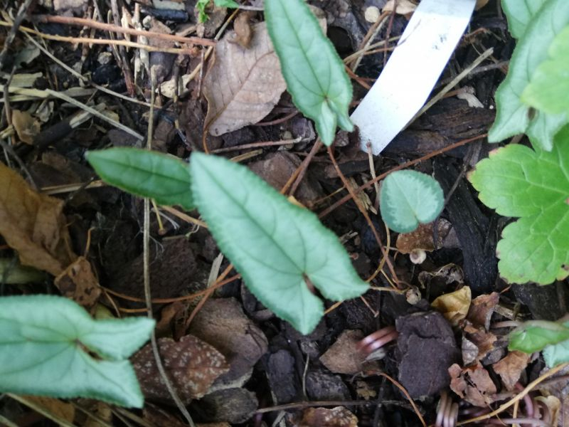 Cyclamen hederifolium Nr. 20 pfeilförmige Blätter