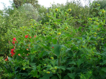 Smallanthus connatus