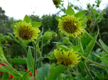 Smallanthus connatus