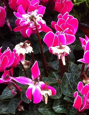 Cyclamen persicum cv.