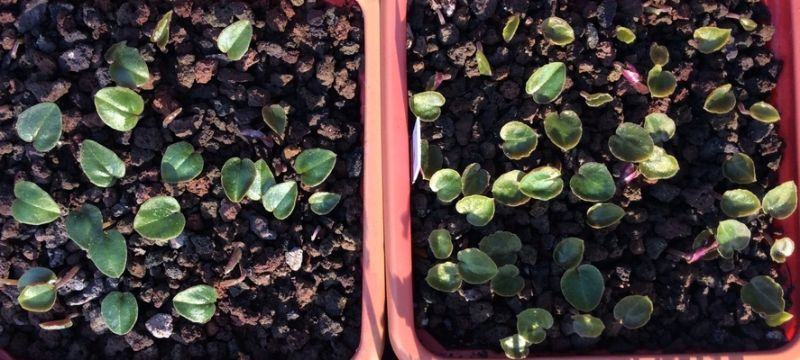 Cyclamen cyprium links und C.libanoticum rechts