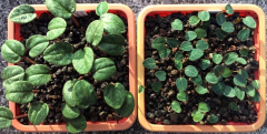 Cyclamen pseudoibericum links und C.balearicum rechts 