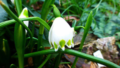 Leucojum vernum