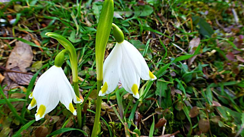 Leucojum vernum