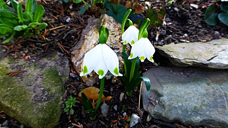 Leucojum vernum