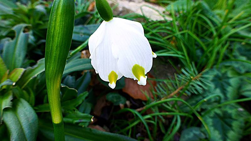 Leucojum vernum