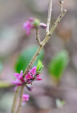 2020 Februar Daphne mezereum