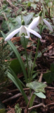 Galanthus nivalis